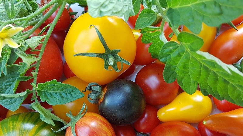 Um die Vielfalt von Tomaten geht es bei einem Vortrag, den die BN-Kreisgruppe Bad Kissingen f&uuml;r Donnerstag, 29. Februar, im Pfarrzentrum in Hammelburg plant. Tomatenexpertin Andrea Illini wird ihr Wissen weitergeben. Beginn ist um 19 Uhr.
