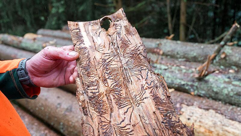 Borkenkäfer-Taskforce im Frankenwald