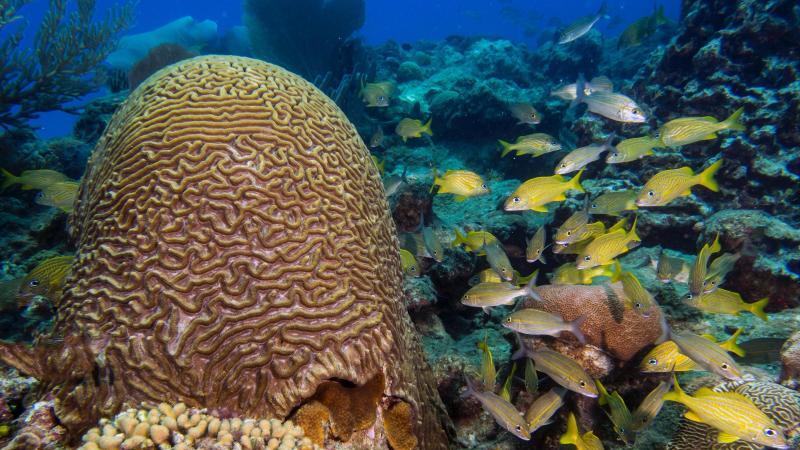 Unterwasserwelt Dominikanische Republik