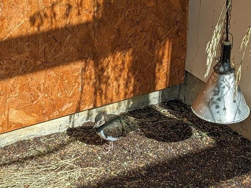 Erwin – geschlüpft im Brutapparat aus einem Ei aus einem verlassenen Gelegen. Die Handaufzucht konnte erfolgreich ausgewildert werden.