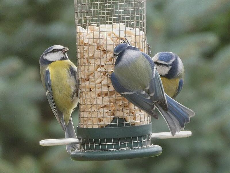 &bdquo;Begehrtes Futter: Kaum hatte ich die Futterstelle f&uuml;r V&ouml;gel aufgef&uuml;llt, kamen schon die ersten Meisen. Auf die n&auml;chste Futterf&uuml;llung m&uuml;ssen die Meisen aber warten, bis der Schnee kommt&ldquo;, schreibt Werner Schlereth aus Hammelburg zu seinem Foto.