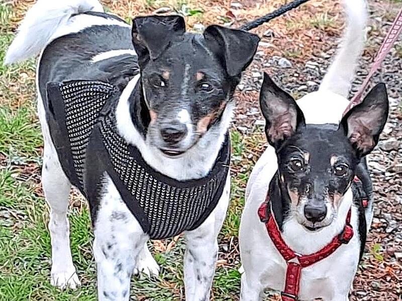 Die beiden Jack Russell Terrier Max und Maja haben den Brand ebenso wie die beiden Katzen der Familie unbeschadet &uuml;berstanden. Christian Licha