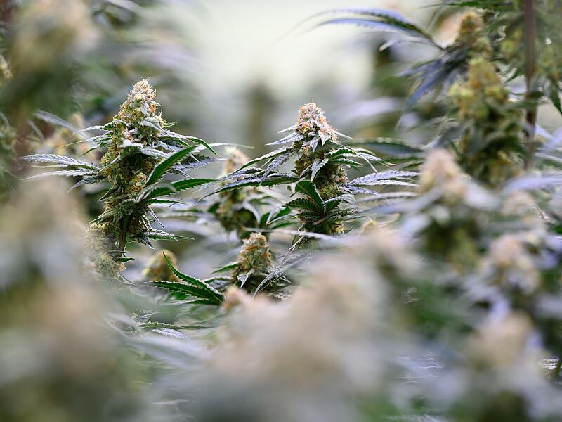 Cannabis Cannabis