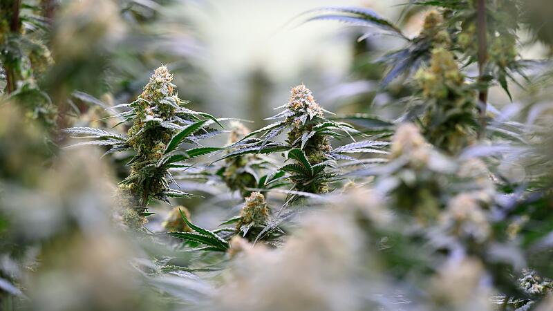 Cannabis Cannabis