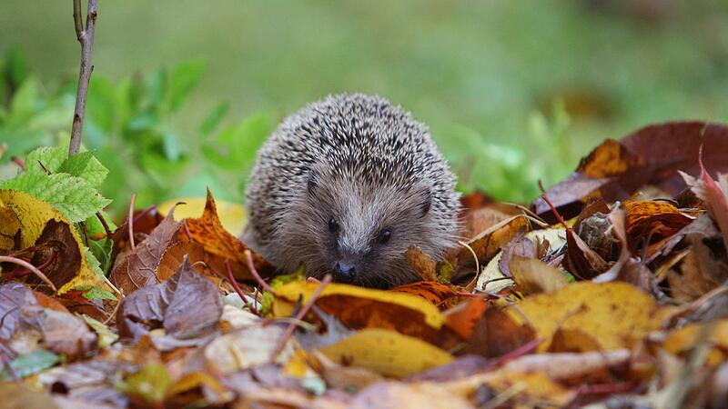 Nicht zu viel Ordnung: In diesen Gärten fühlen sich Igel wohl