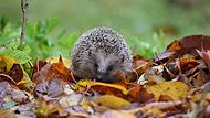 Nicht zu viel Ordnung: In diesen Gärten fühlen sich Igel wohl