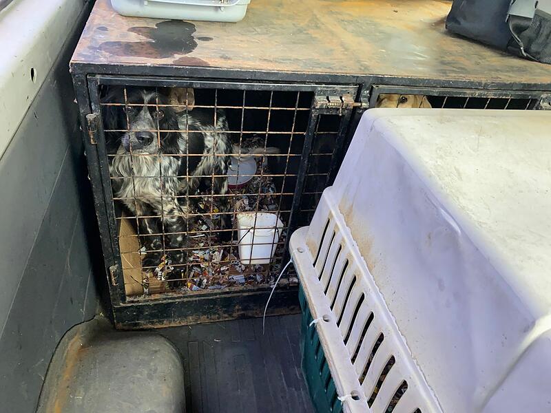 Hunde in K&auml;figen beim Transport &uuml;ber die Grenze gefunden