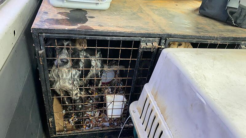 Hunde in K&auml;figen beim Transport &uuml;ber die Grenze gefunden
