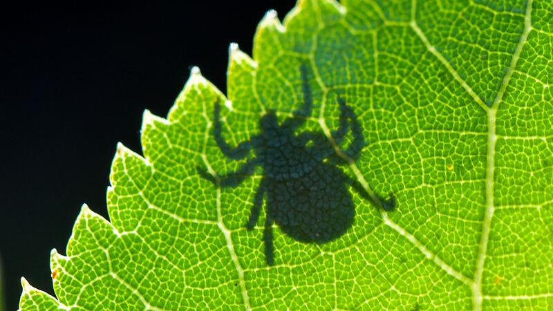 ZeckeForchheim & Fränkische Schweiz