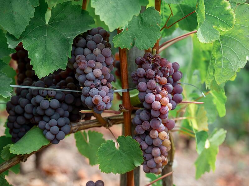Offizielle Er&ouml;ffnung Weinlese