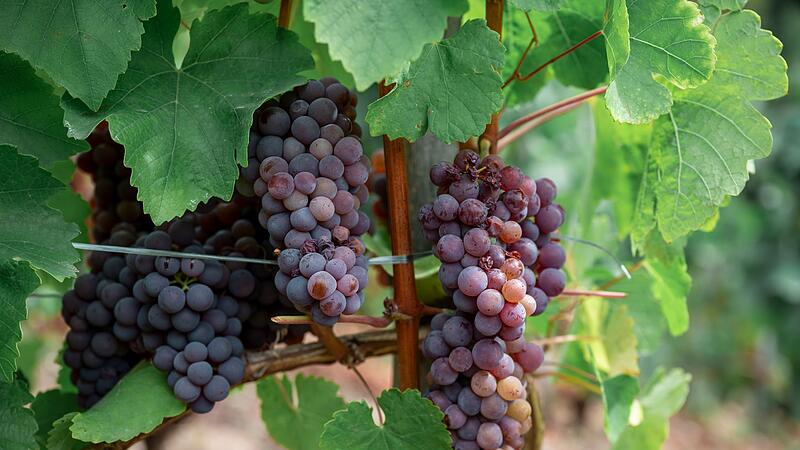 Offizielle Er&ouml;ffnung Weinlese