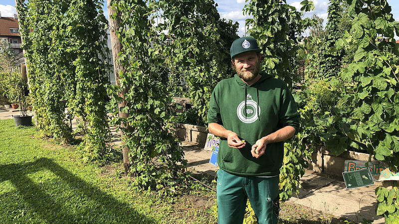 Kris Emmerling prüft in seinem Hopfengarten die Qualität der Dolden. Kris Emmerling prüft in seinem Hopfengarten die Qualität der Dolden.