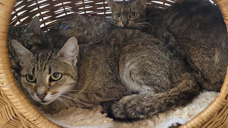 Animal Hoarding Katzen