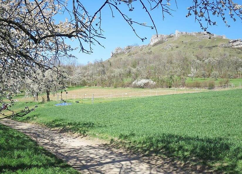 Hier am Walberla soll der Skulpturenweg entstehen. Hier am Walberla soll der Skulpturenweg entstehen.