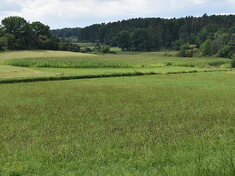 Die Wiese, auf der die vielen Wiesenkn&ouml;pfe bl&uuml;hen: ein Muss f&uuml;r die gef&auml;hrdeten und gesch&uuml;tzten Schmetterlinge.Forchheim & Fr&auml;nkische Schweiz