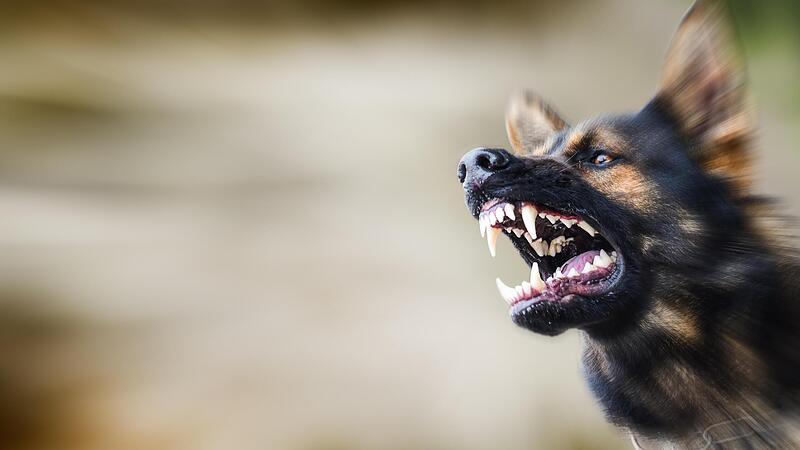 In Marktgraitz sind Hunde auf Menschen losgegangen, nicht zum ersten Mal.