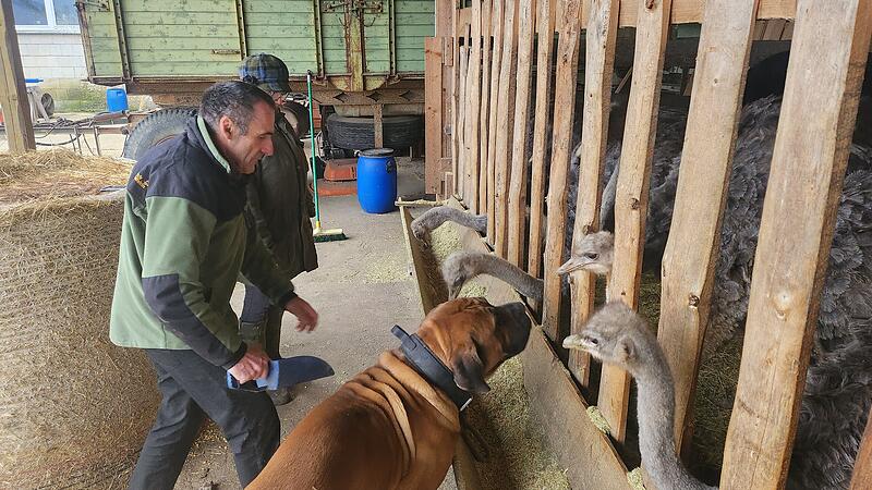 Thomas D&ouml;mling und seine Lebensgef&auml;hrtin Heike Listmann bei der F&uuml;tterung der Strau&szlig;e.