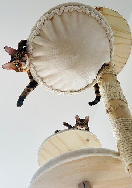 Die Kratzbäume aus dem Landkreis Bamberg bieten auch Hängematten oder fellbespannte Plattformen.