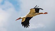 Der Storch gehört zu den Arten, die sich in einer Welt voller Veränderungen behaupten konnten
