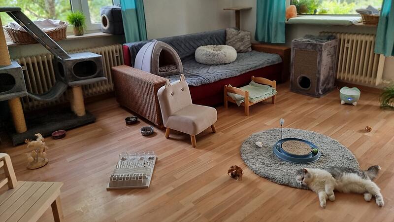 Fast alle Tierpensionen rund um Bamberg sind ausgebucht, so wie die Katzenpension &bdquo;Alles f&uuml;r die Katz&ldquo;