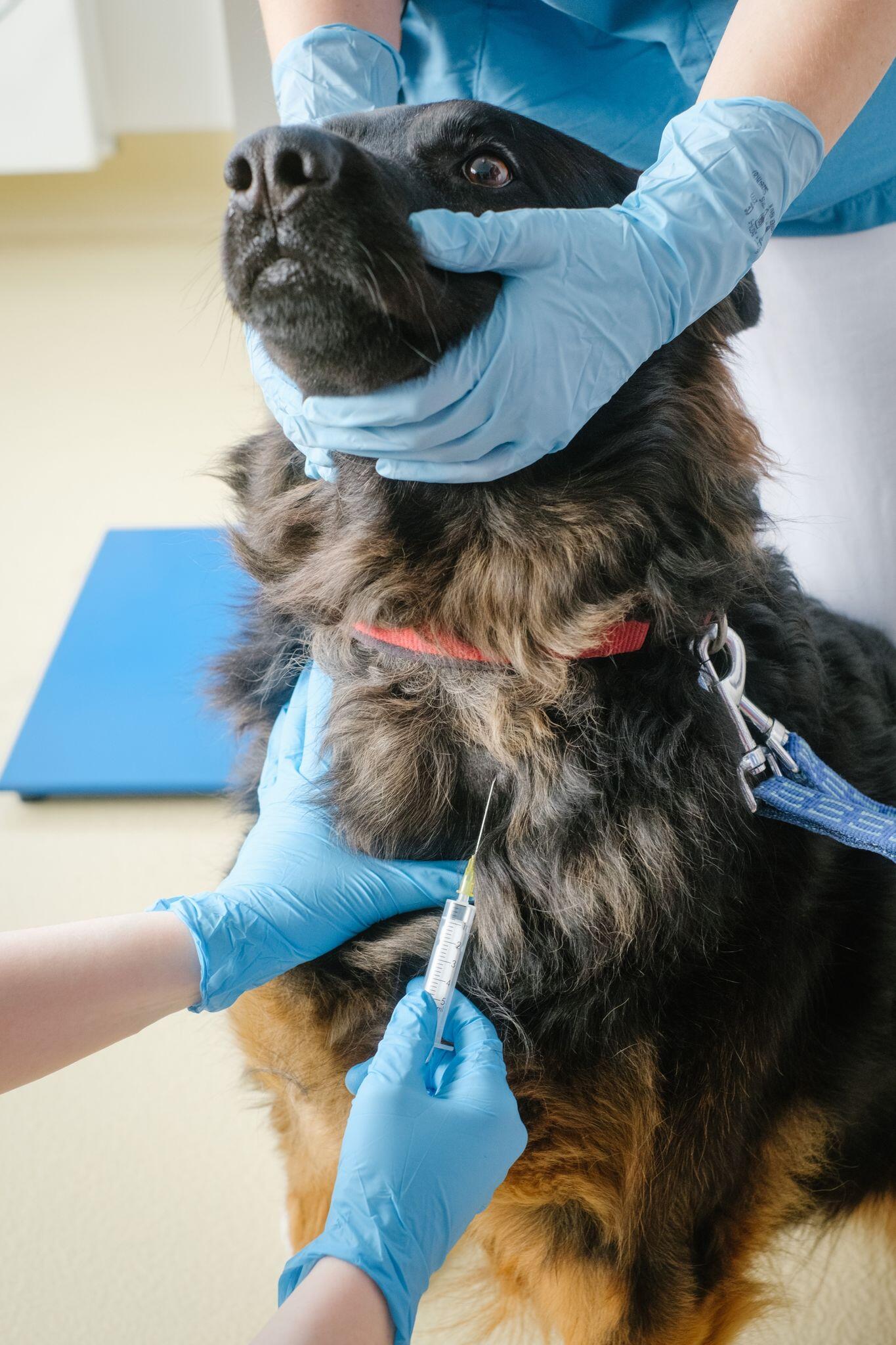 Chemotherapie beim Hund sollte gut überlegt sein