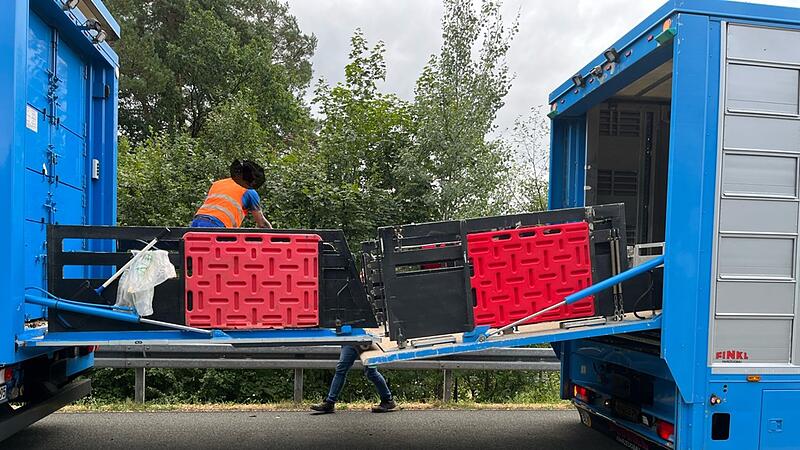 160 Schweine müssen auf Autobahn umsteigen 160 Schweine müssen auf Autobahn umsteigen
