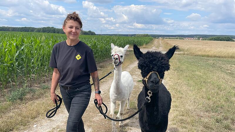 Kerstin Gumbrecht vom Alpakatreff Gumbrecht in Herzogenaurach f&uuml;hrt ihre Alpakas Veit (wei&szlig;) und Duke (schwarz) &uuml;ber die Feldwege nahe Welkenbach.