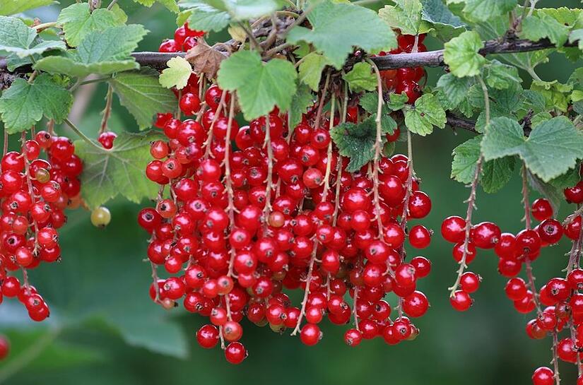 Johannisbeeren schmecken Groß und Klein. Johannisbeeren schmecken Groß und Klein.