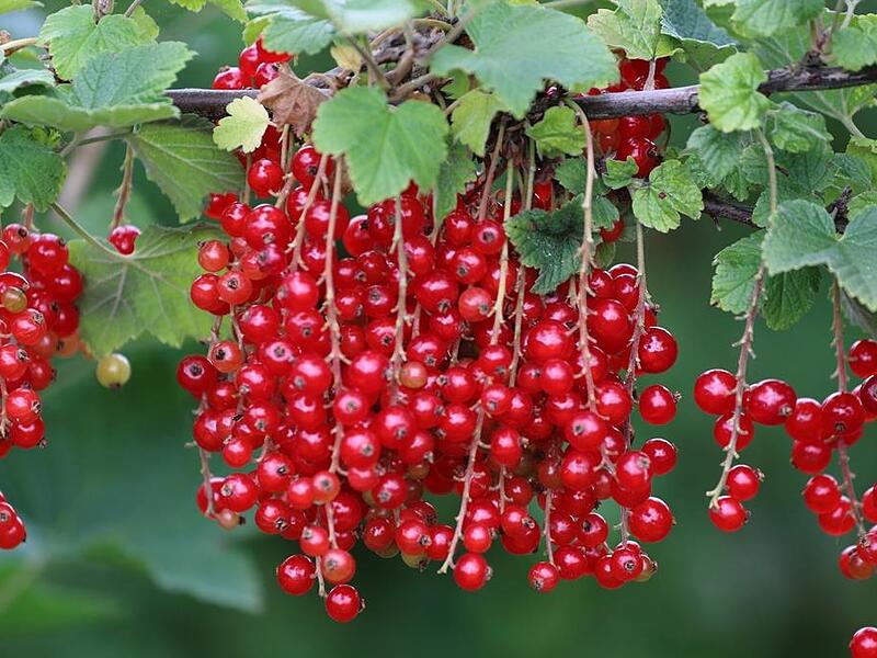 Johannisbeeren schmecken Groß und Klein.