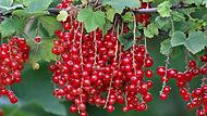 Johannisbeeren schmecken Groß und Klein.