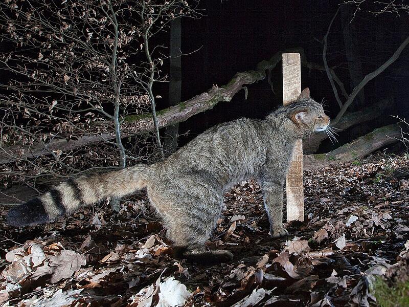 Eine Wildkatze reibt sich an einem  Lockstock und hinterl&auml;sst  Haare. Diese sind wertvolle Hinweise, um die Tiere nachzuweisen.