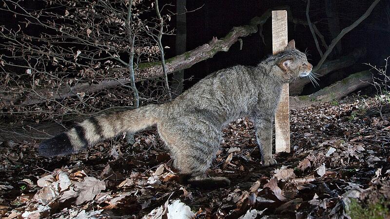 Eine Wildkatze reibt sich an einem  Lockstock und hinterl&auml;sst  Haare. Diese sind wertvolle Hinweise, um die Tiere nachzuweisen.