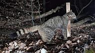 Eine Wildkatze reibt sich an einem  Lockstock und hinterl&auml;sst  Haare. Diese sind wertvolle Hinweise, um die Tiere nachzuweisen.