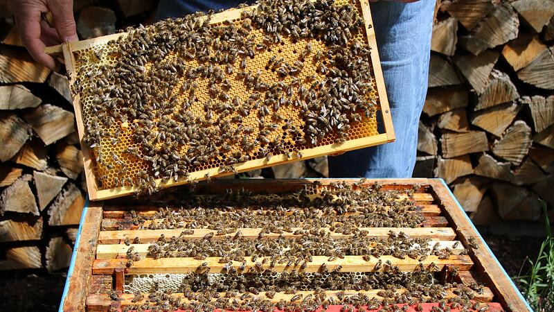 Die hochwirksamen Insektizide aus der Gruppe der Neonikotinoide  seien giftig und w&uuml;rden den Bienen schaden, meinen manche Imker.Forchheim & Fr&auml;nkische Schweiz