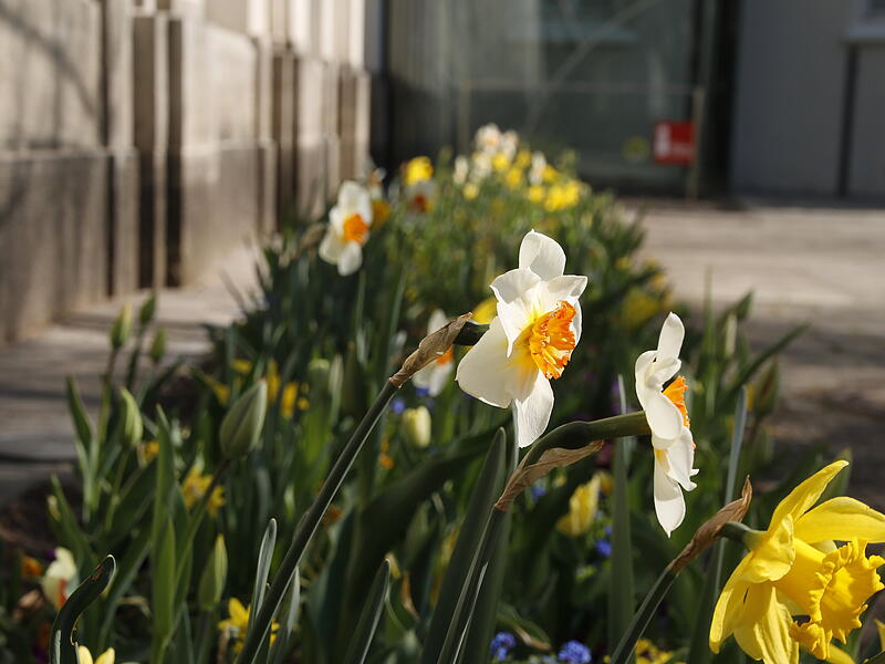 Zahlreiche Osterglocken blühen vor der Touristeninformation des ArkadenbausFrühlingsblumen in Bad Kissingen Zahlreiche Osterglocken blühen vor der Touristeninformation des Arkadenbaus