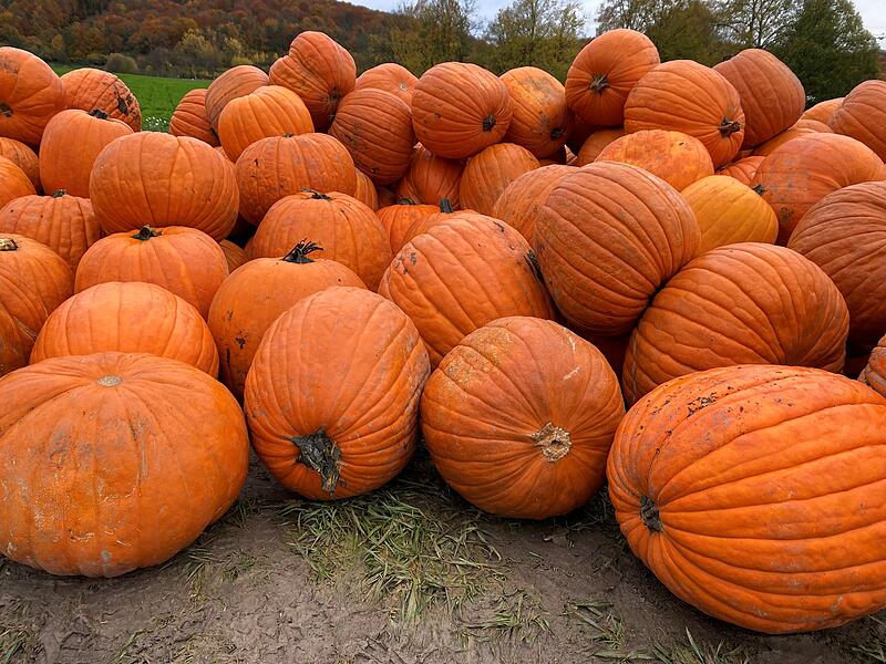 Am 31. Oktober ist Halloween. &bdquo;Auch in diesem Jahr werden wieder vielen K&uuml;rbisse ausgeh&ouml;hlt und als Deko verwendet&ldquo;, schreibt Klaus Beck.