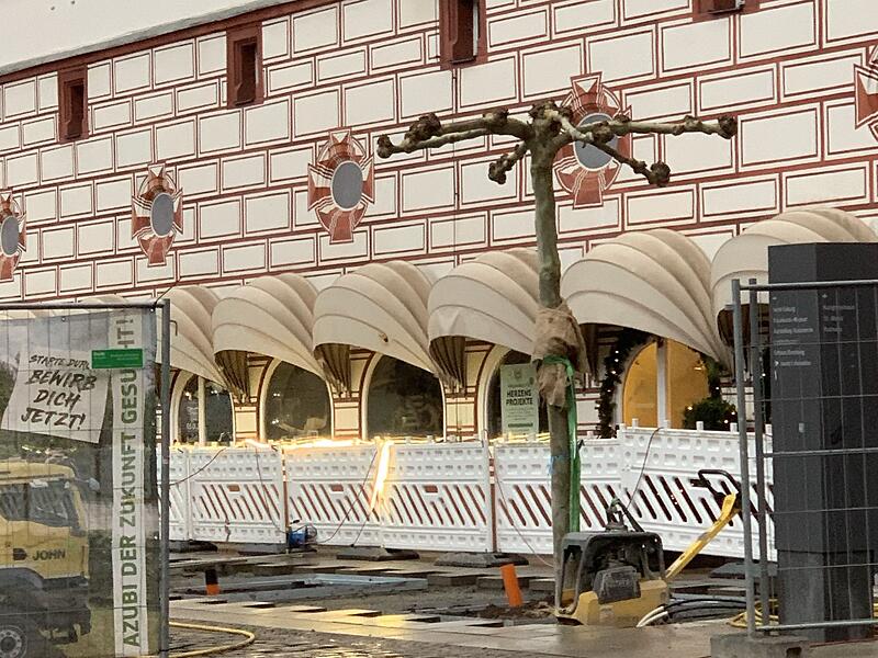 Hier eine der ersten Platanen, die jetzt auf dem Coburger Marktplatz stehen.