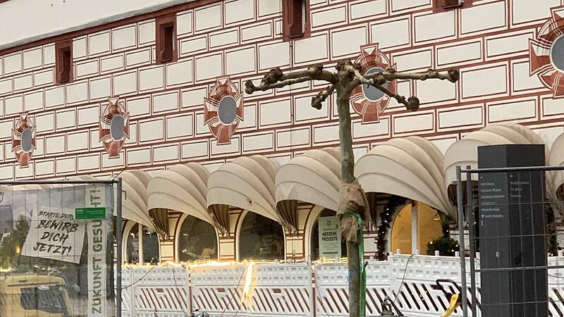 Hier eine der ersten Platanen, die jetzt auf dem Coburger Marktplatz stehen.