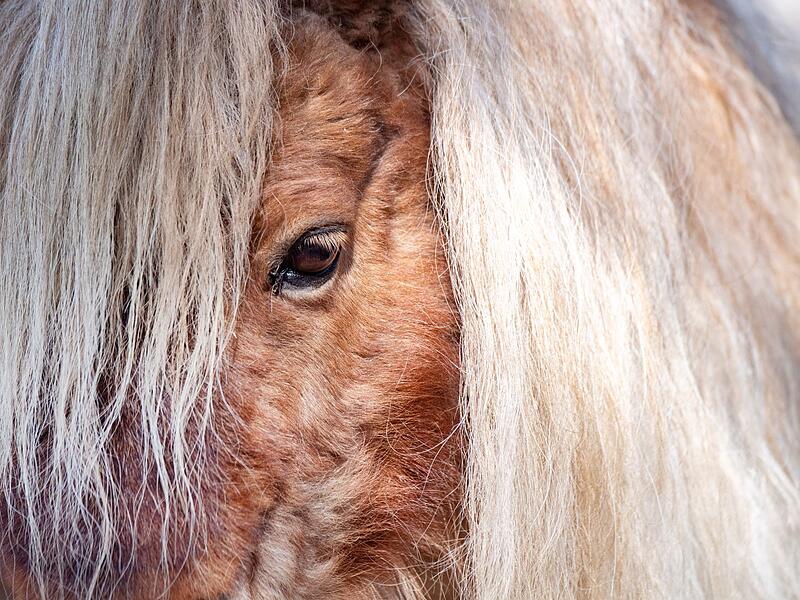 Mini Shetland Pony