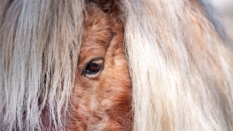 Mini Shetland Pony Mini Shetland Pony