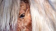 Mini Shetland Pony
