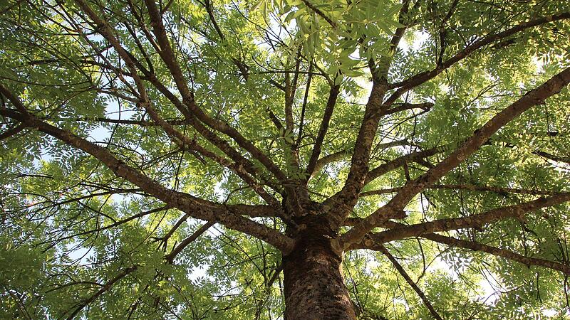 Der Baumbestand im Stadtgebiet (hier eine Esche in der &Auml;u&szlig;eren N&uuml;rnberger Stra&szlig;e) wird durch die Neufassung der Baumschutzverordnung bald besser gesch&uuml;tzt.Forchheim & Fr&auml;nkische Schweiz