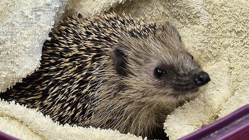 Igel im KlassenzimmerIgel im Klassenzimmer Stockheim