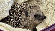 Igel im KlassenzimmerIgel im Klassenzimmer Stockheim