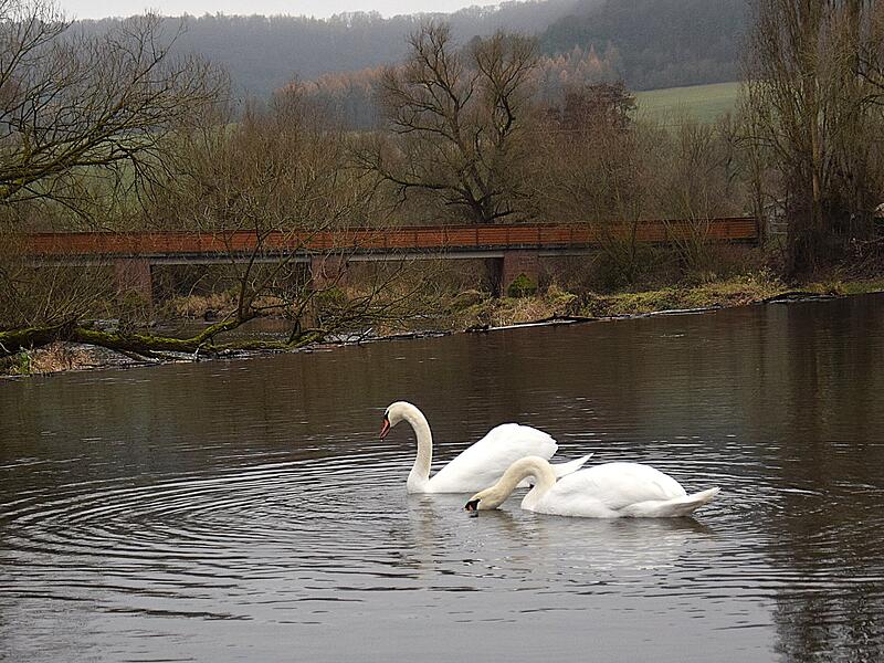 &bdquo;Die Fr&auml;nkische Saale in Diebach hat wieder mal Besuch vom Schwanen-P&auml;rchen. Ab und zu lassen sie sich sehen und besuchen das Graug&auml;nsepaar und auch die Nilg&auml;nse.&ldquo;