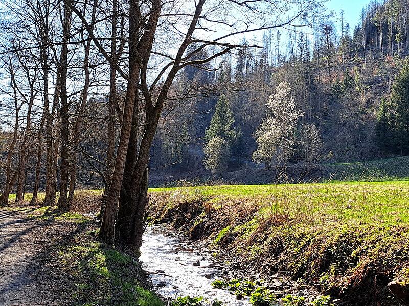 Leserfotos: So sch&ouml;n ist der Sommeranfang im FrankenwaldLeserfotos: So sch&ouml;n ist der Sommeranfang im Frankenwald
