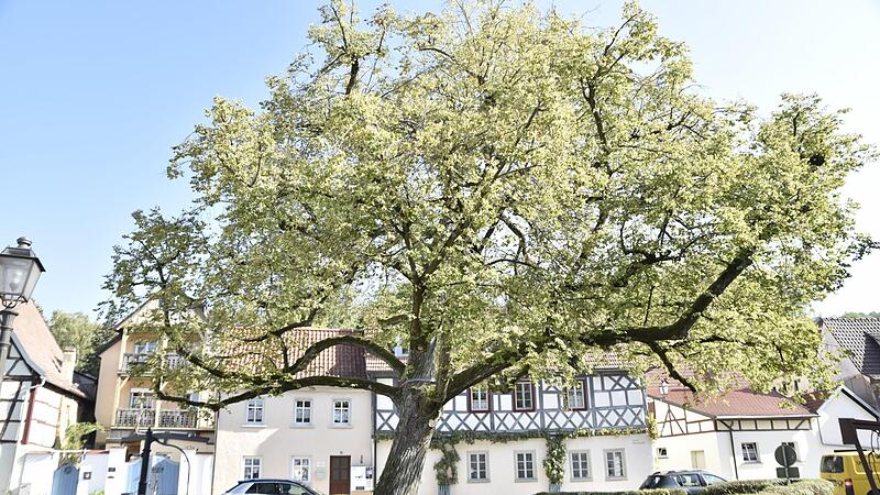 Die Tage der Casimiriana-Linde in Königsberg sind gezählt.