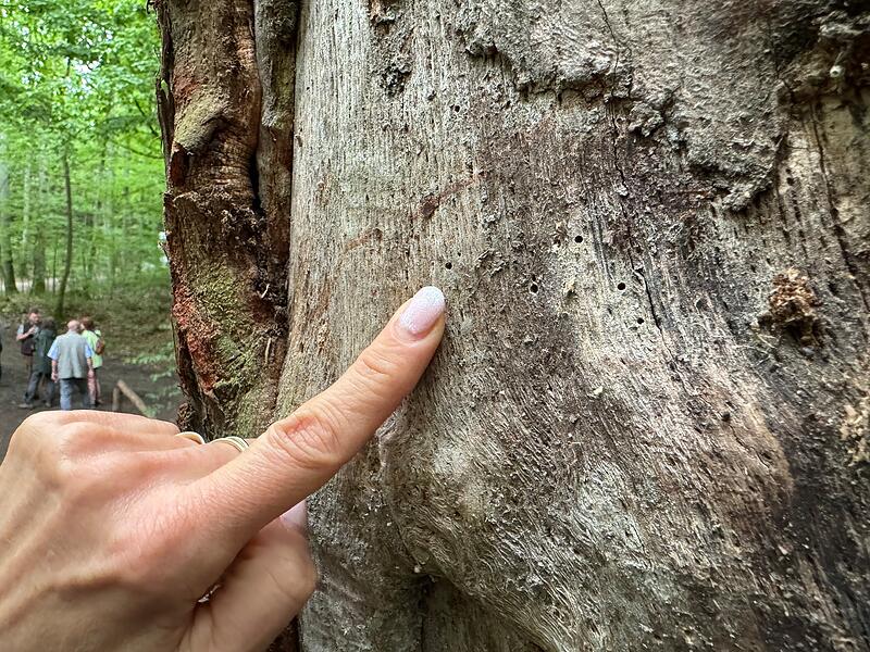 die Löcher des Eichenkernkäfers sind nur klitzeklein, aber wirtschaftlich für Waldbesitzer eine KatastropheForchheim & Fränkische Schweiz Die Löcher des Eichenkernkäfers sind nur klitzeklein, aber wirtschaftlich für Waldbesitzer eine Katastrophe.