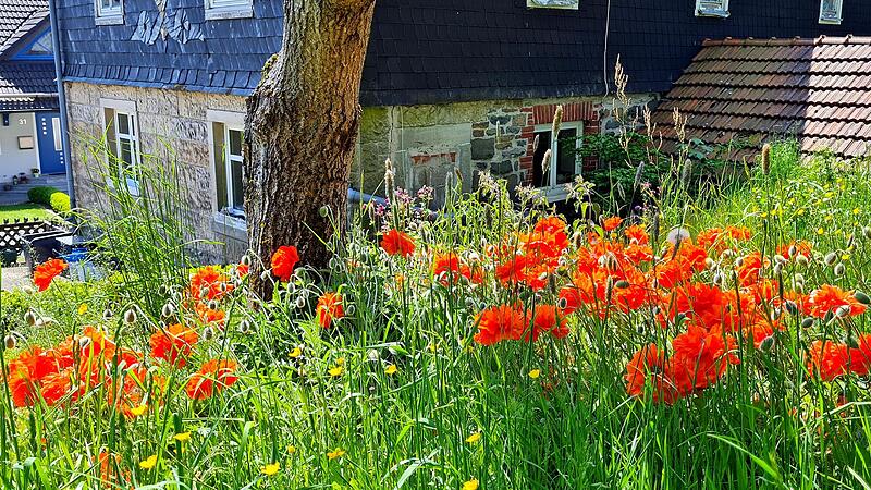 Mohnblumen vor einem alten Bauernhaus in Eibenberg Mohnblumen vor einem alten Bauernhaus in Eibenberg