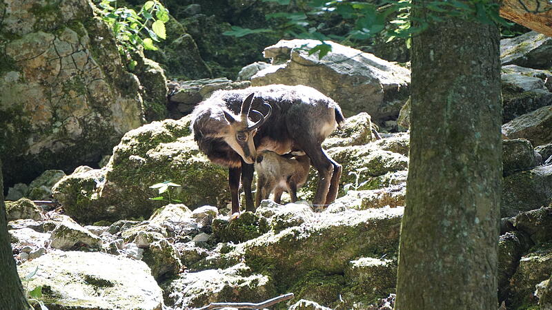 Junge Gämsen erfreuen Besucher des Tierparks Hundshaupten.Forchheim & Fränkische Schweiz Junge Gämsen erfreuen Besucher des Tierparks Hundshaupten.Forchheim & Fränkische Schweiz